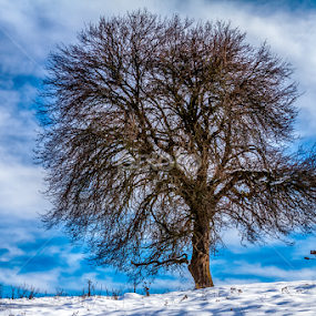 Stunning tree by Valics Lehel - Nature Up Close Trees & Bushes