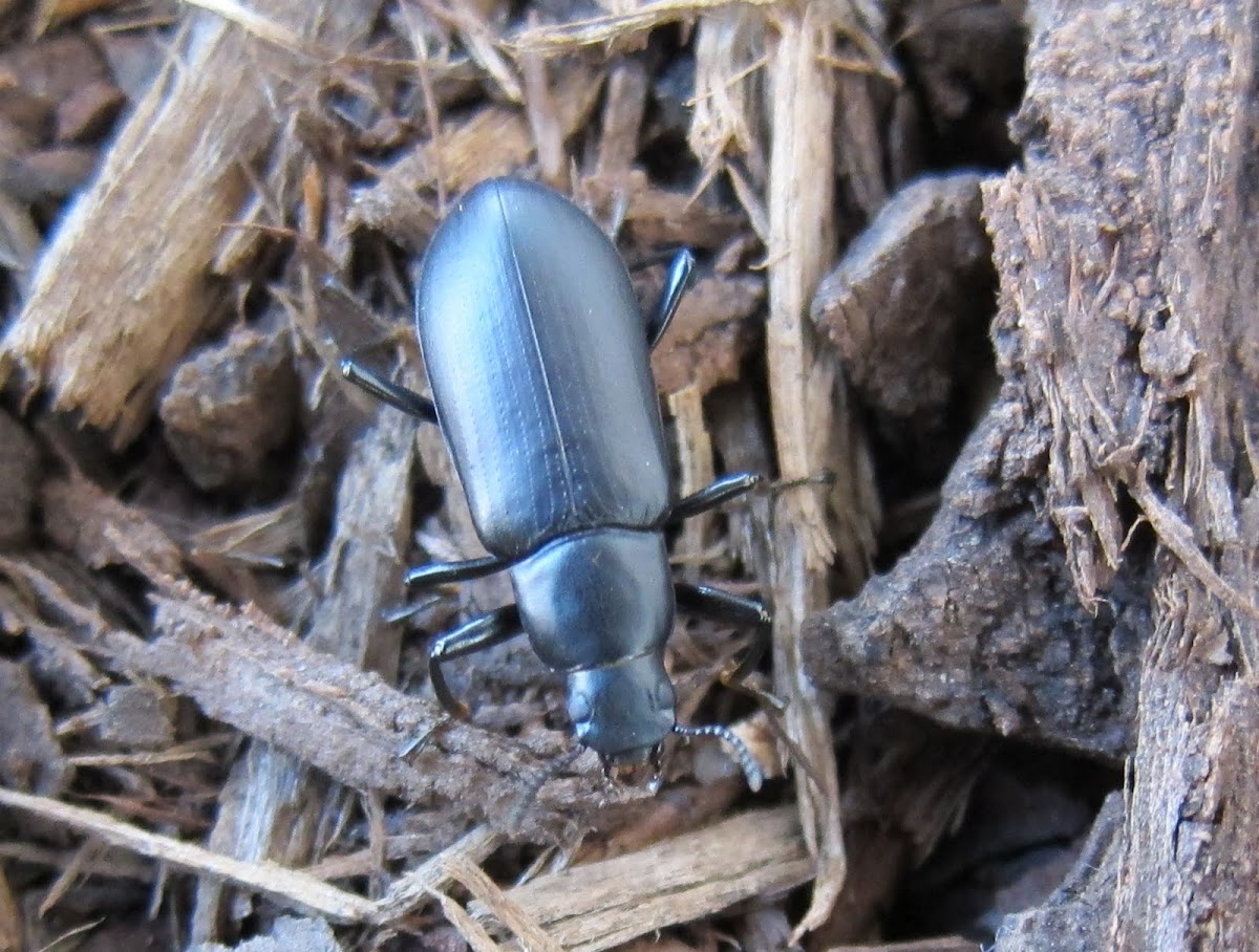 False Mealworm Beetle 