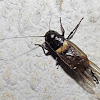 Common garden cricket