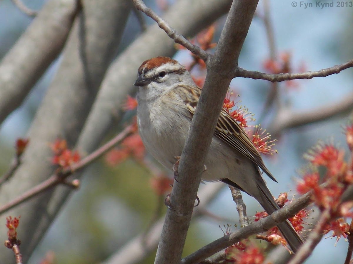 Chipping Sparrow