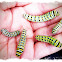 Swallowtail (anise) Caterpillars