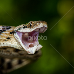 Gray Cat Snake (Boiga siamensis) by Scott Trageser - Animals Reptiles