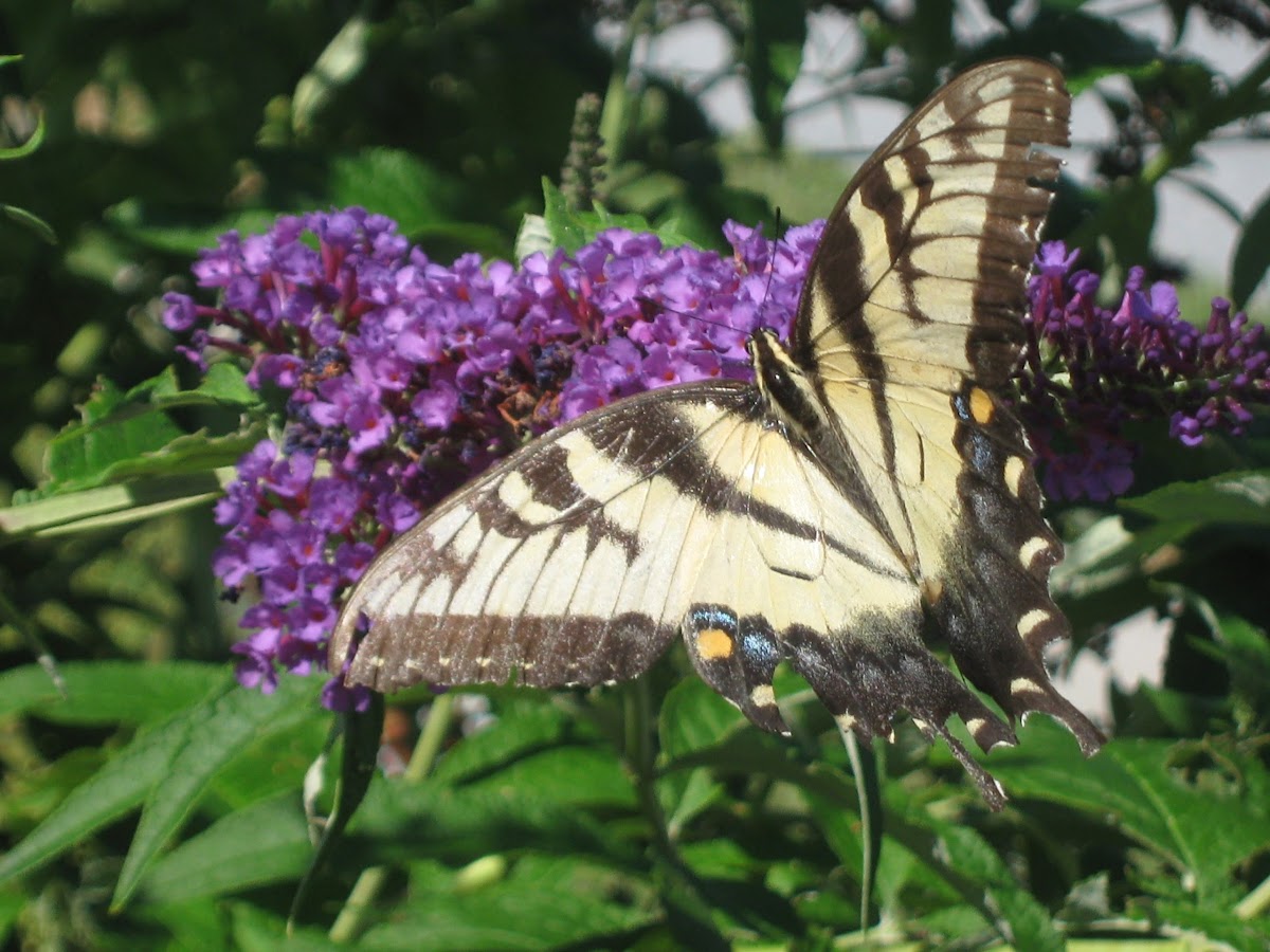 Eastern Tiger Swallowtail part 1