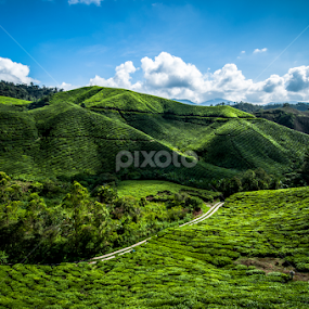 Cameron Highland by Christopher Lay - Landscapes Mountains & Hills