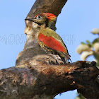 Crimson - winged Woodpecker