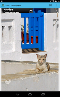 Greek Cats Pictures Wallpaper Screenshots 5