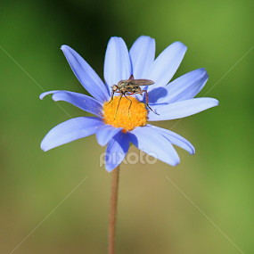 by Stephan Botha - Flowers Single Flower
