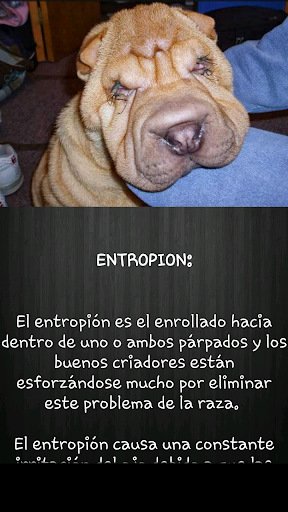 Guia Del Shar Pei