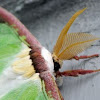 Luna Moth