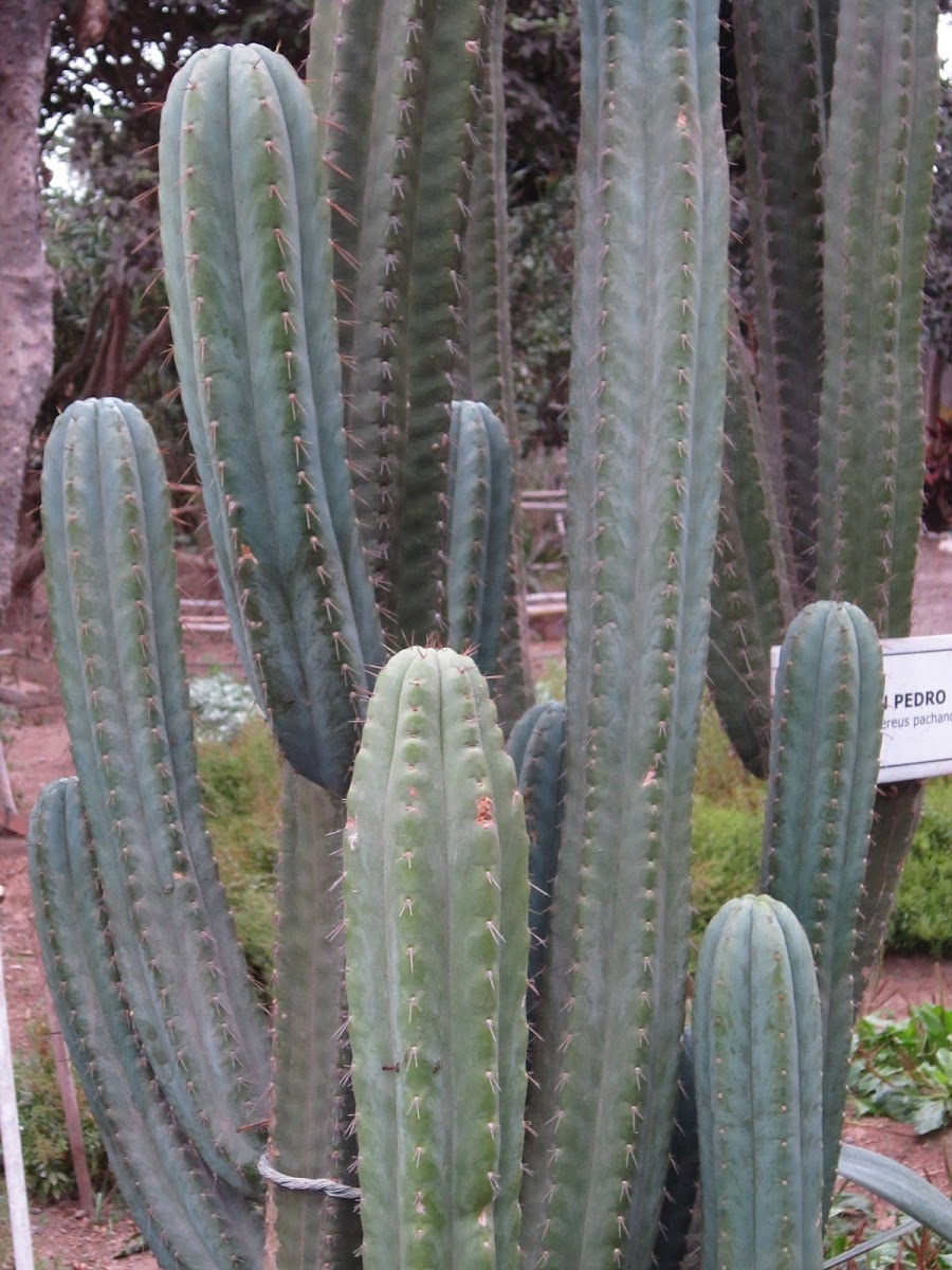 San Pedro cactus