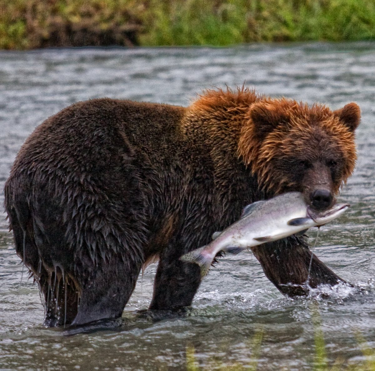 Coastal brown bear