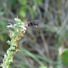 Long Horn Bee
