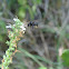 Long Horn Bee