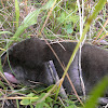 Eastern mole (dark phase)