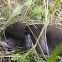Eastern mole (dark phase)
