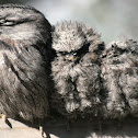 Tawny Frogmouth or Mopoke