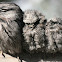 Tawny Frogmouth or Mopoke