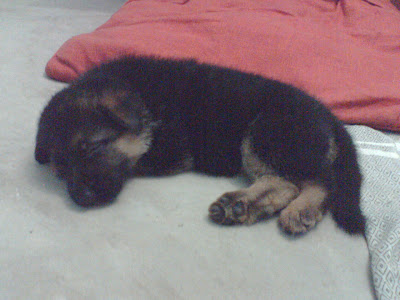 Puppy asleep on the floor. ©2008 YU YU DIN