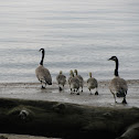 Canada Goose