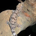 Kandyan Gecko
