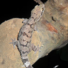 Kandyan Gecko