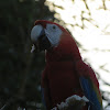 Scarlet Macaw