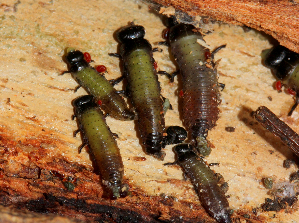 Beetle larvae with mites