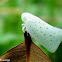 Flatid Planthopper