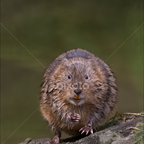 Water Vole by Marlene Finlayson - Animals Other Mammals