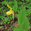 Greater Yellow Lady's Slipper