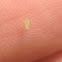 Green Aphid