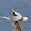 River Tern