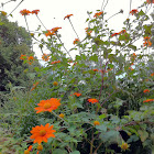 Mexican Sunflower