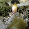unknown black mushroom