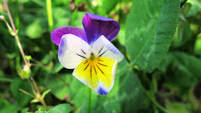 59+ Most Pansy Flower Description