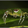Tri-coloured Jumping Spider
