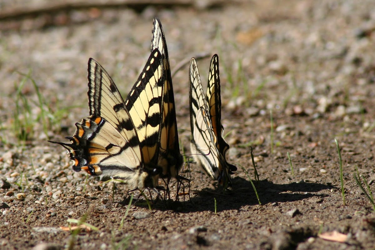 Canadian Tiger Swallowtail Butterfly