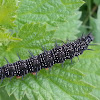 Peacock caterpillar