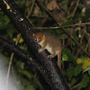 Rufous mouse lemur