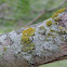Fruticose and Crustose Lichen