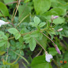 Fringed Spider Flower or Purple Cleome