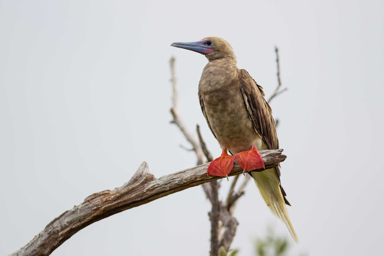 A red-footed booby on Little Cayman in the Cayman Islands.