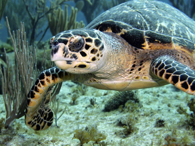 A green sea turtle off the Cobalt Coast of the Cayman Islands.