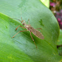 Termite-feeding assassin bug