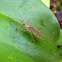 Termite-feeding assassin bug