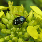 Cabbage Bug