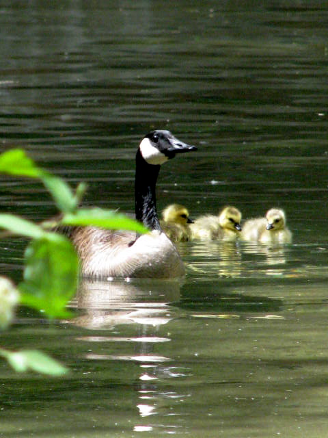 Canadian Goose and gosling.