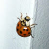 Harlequin ladybug, Joaninha