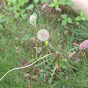 Dandelion (lions tooth)
