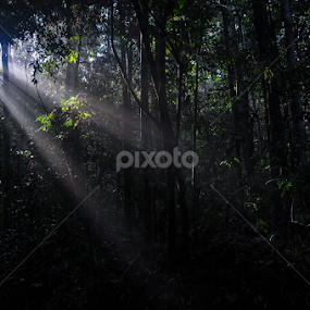 by Sulakkhana Chamara - Landscapes Forests